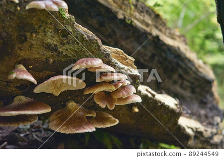生長在森林裡腐爛的樹上的蘑菇 89244549