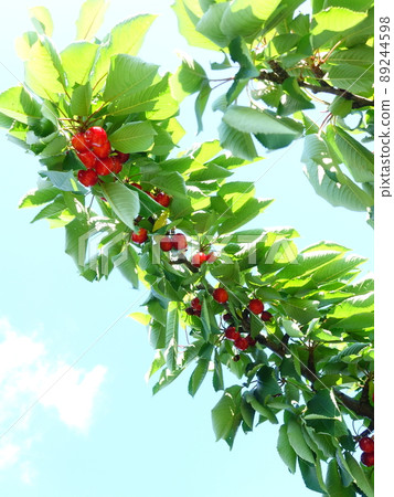 櫻桃櫻桃 櫻桃櫻桃 89244598