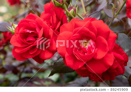 紅玫瑰花 紅玫瑰花 89245909