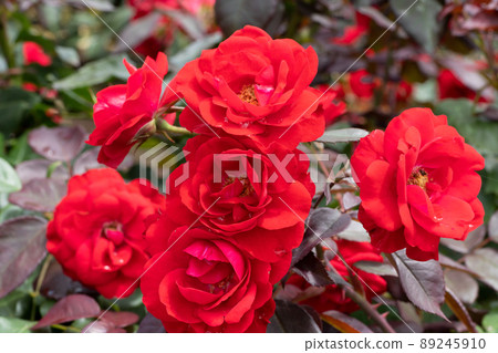 紅玫瑰花 紅玫瑰花 89245910
