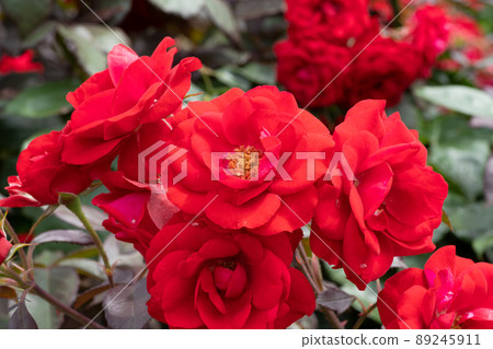 紅玫瑰花 紅玫瑰花 89245911