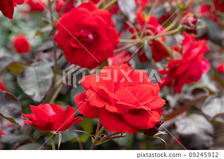 紅玫瑰花 紅玫瑰花 89245912