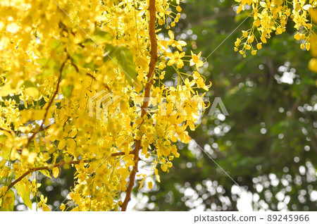 Cassia fistula ,LEGUMINOSAE CAESALPINIOIDEAE or   Pudding Pine or Indian Laburnum or Golden Shower 89245966