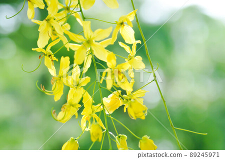 Cassia fistula ,LEGUMINOSAE CAESALPINIOIDEAE or   Pudding Pine or Indian Laburnum or Golden Shower 89245971