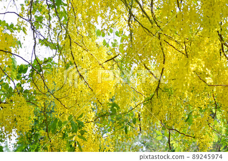 Cassia fistula ,LEGUMINOSAE CAESALPINIOIDEAE or Pudding Pine or Indian Laburnum or Golden Shower Cassia fistula ,LEGUMINOSAE CAESALPINIOIDEAE or Pudding Pine or Indian Laburnum or Golden Shower 89245974