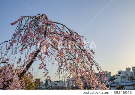 垂枝櫻花 89246048