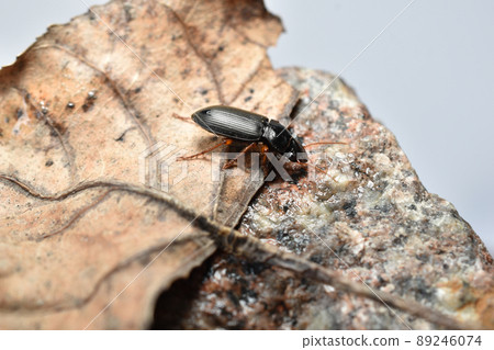 Small black beetle creeps on a dry leaf. 89246074