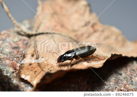 Tribolium destructor side view on a dry leaf. Tribolium destructor side view on a dry leaf. 89246075