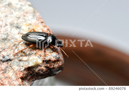 Tribolium destructor top view on stone. 89246076