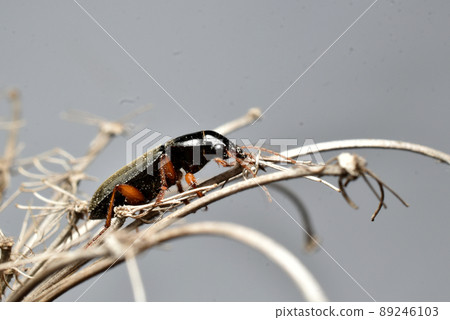 Small black beetle sits on a dry flower. Small black beetle sits on a dry flower. 89246103
