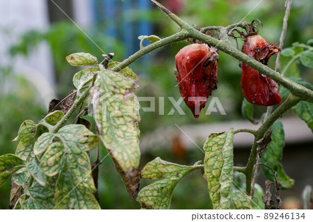 Fungal diseases of tomatoes Late blight is one of the most dangerous diseases Fungal diseases of tomatoes Late blight is one of the most dangerous diseases 89246134