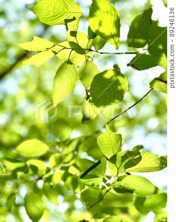 Fresh green leaves shining through the sunlight in the woods 89246136