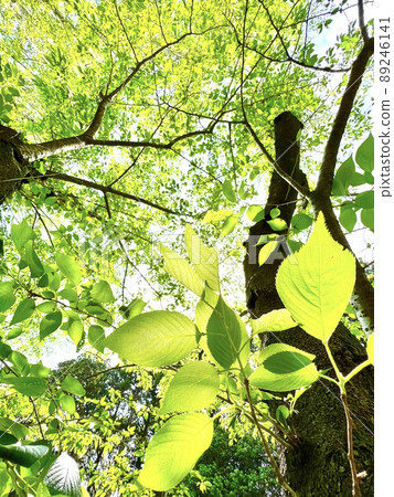 Fresh green leaves shining through the sunlight in the woods Fresh green leaves shining through the sunlight in the woods 89246141