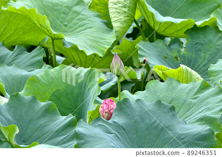 嵐山和小倉池的哈斯,六月的花蕾 嵐山和小倉池的哈斯,六月的花蕾 89246351