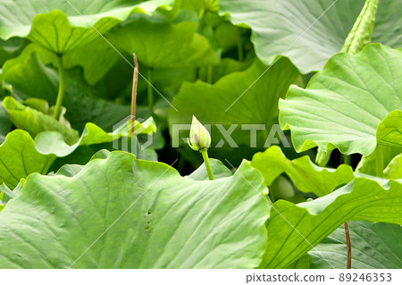 Hass in Arashiyama and Oguraike, buds in June Hass in Arashiyama and Oguraike, buds in June 89246353