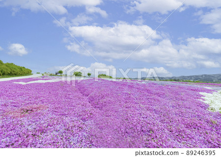 Moss phlox  89246395