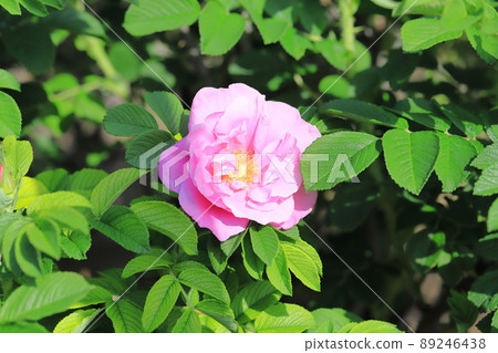 Beautiful Hermanus flowers Beautiful Hermanus flowers 89246438