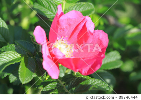 Beautiful Hermanus flowers Beautiful Hermanus flowers 89246444