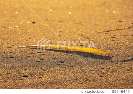 Golden sandy leaves lit by the sun Golden sandy leaves lit by the sun 89246445