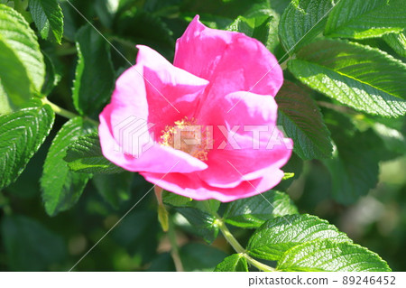 Beautiful Hermanus flowers Beautiful Hermanus flowers 89246452