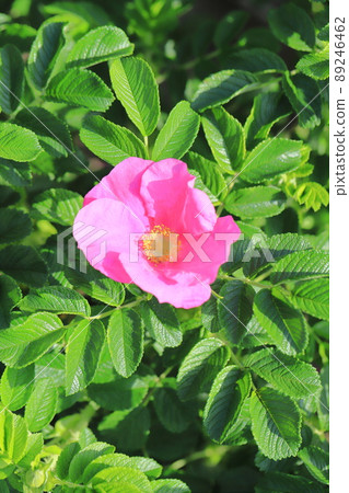 Beautiful Hermanus flowers Beautiful Hermanus flowers 89246462