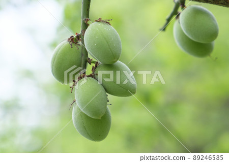 初夏已經結果的小李子果實 89246585