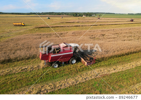 Combine harvester on harvesting oilseed rape in field. Combine harvester on harvesting oilseed rape in field. 89246677