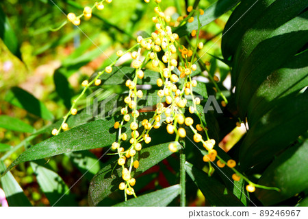 Table palm flower Table palm flower 89246967