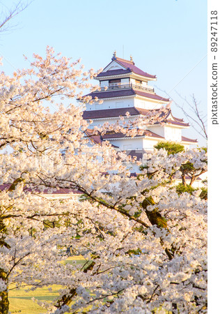 Tsuruga Castle, surrounded by cherry blossoms and shining in the morning sun, Fukushima Prefecture Tsuruga Castle, surrounded by cherry blossoms and shining in the morning sun, Fukushima Prefecture 89247118