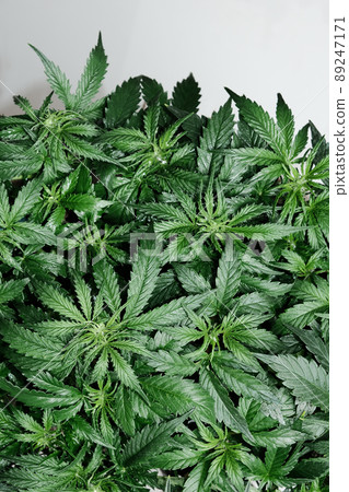 Cannabis plant isolated on white background. Layout of fresh wet marijuana leaves, watering bush 89247171