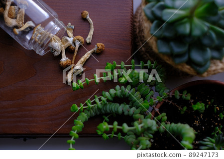 Dry mushrooms Psilocybe Cubensis are scattered from a glass jar on a wooden board next to house plant. The concept of microdosing 89247173