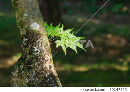藍楓 藍楓 89247233