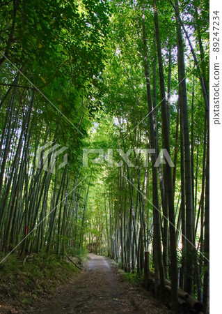 竹林 竹林 89247234