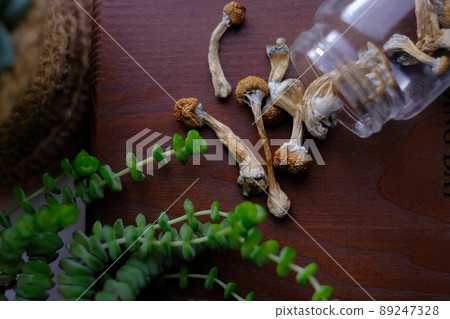 Dry mushrooms Psilocybe Cubensis are scattered from a glass jar on a wooden board next to house plant. The concept of microdosing Dry mushrooms Psilocybe Cubensis are scattered from a glass jar on a wooden board next to house plant. The concept of microdosing 89247328