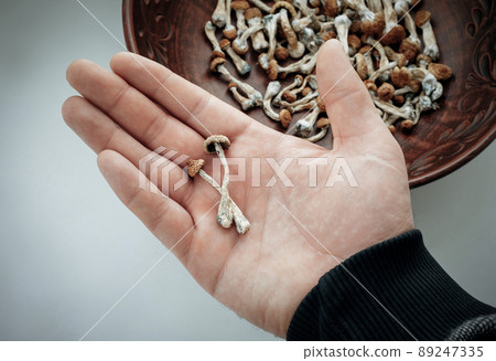 Psilocybin mushrooms in man's hand, brown background. Psychedelic magic Golden Teacher mushrooms. 89247335