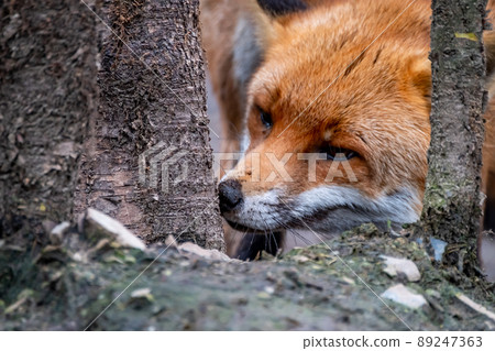 A magnificent wild Red Fox, Vulpes vulpes, in the spring forest A magnificent wild Red Fox, Vulpes vulpes, in the spring forest 89247363