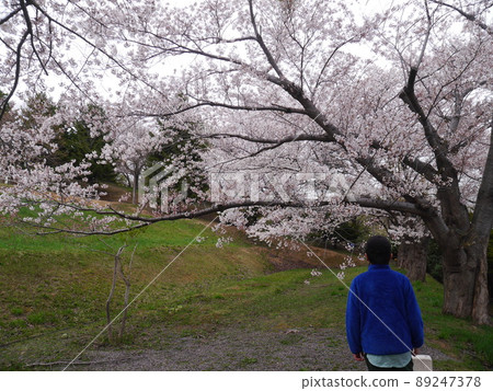 A child looking at the cherry blossoms in full bloom (back view) A child looking at the cherry blossoms in full bloom (back view) 89247378