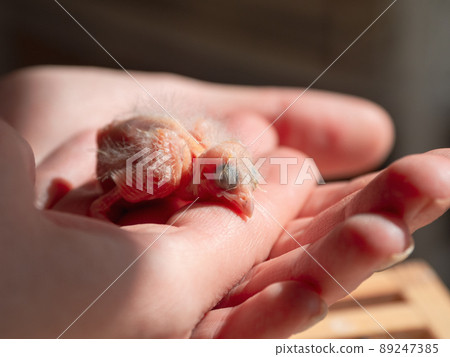 Newly hatched canary chick on a human palm will be warmed by love and the warmth of the sun. Spring replenishment in the family. Breeding of songbirds at home. 89247385