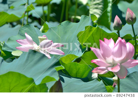 嵐山和小倉池的蓮花花蕾，盛開和開花結束同時 89247438