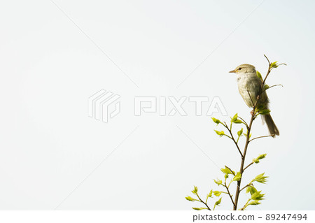 Warbler with a beautiful cry Warbler with a beautiful cry 89247494