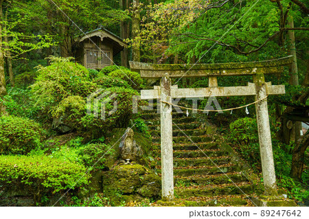 在森林裡的神社 89247642