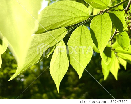 樹葉在森林的陽光下閃閃發光 樹葉在森林的陽光下閃閃發光 89247721