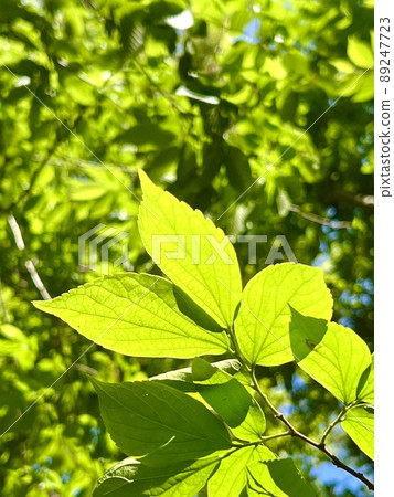 Leaves shining through the sunbeams in the forest Leaves shining through the sunbeams in the forest 89247723