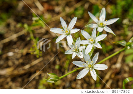 路邊盛開的白色甜菜花 89247892