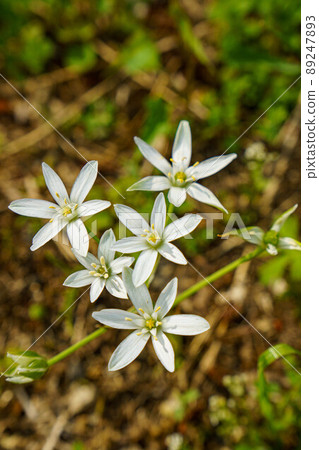 White star-of-beet flowers blooming on the roadside 89247893