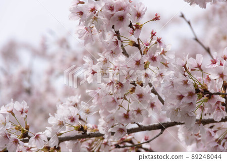 櫻花盛開 櫻花盛開 89248044