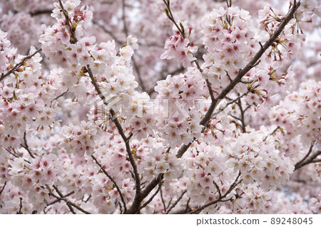 櫻花盛開 櫻花盛開 89248045