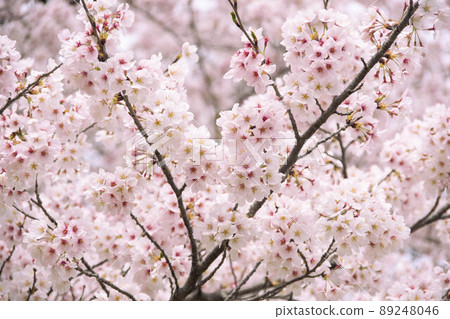 櫻花盛開 櫻花盛開 89248046