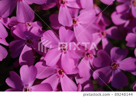 Pink turf cherry blossoms blooming in a Japanese park in spring 89248144