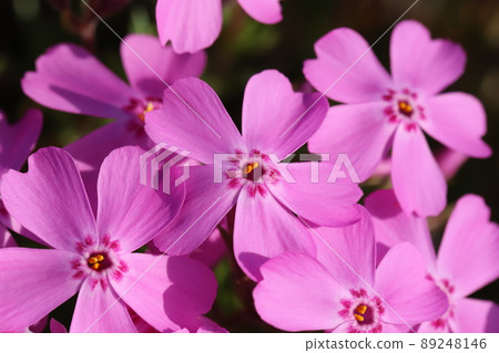 Pink turf cherry blossoms blooming in a Japanese park in spring Pink turf cherry blossoms blooming in a Japanese park in spring 89248146